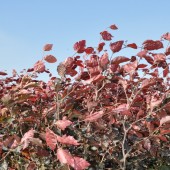 Fagus sylvatica 'Atropurpurea' 40-60 cm vanaf november leverbaar